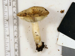 Russula pectinatoides