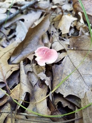 Russula subtilis