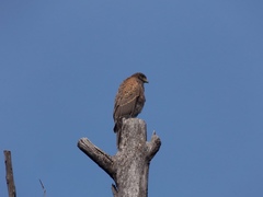 Parabuteo unicinctus