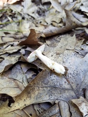 Russula subtilis