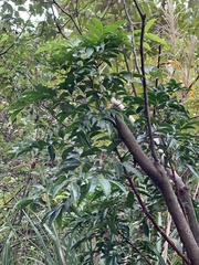 Archidendron lucidum