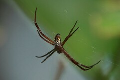 Argiope dang
