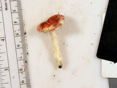 Russula subtilis