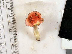 Russula subtilis