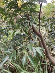 Archidendron lucidum