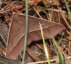 Epidesmia chilonaria