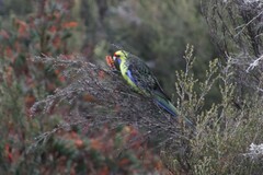 Platycercus caledonicus