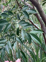 Archidendron lucidum