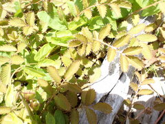 Argentina anserinoides