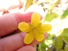 Argentina anserinoides