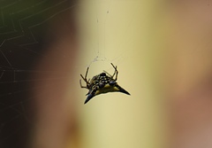 Gasteracanthinae