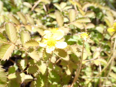 Argentina anserinoides