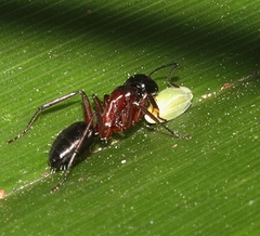 Camponotus innexus