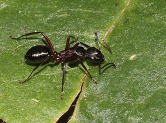 Camponotus innexus