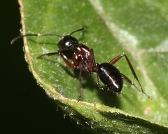Camponotus innexus