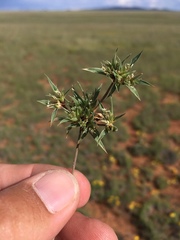 Munroa squarrosa