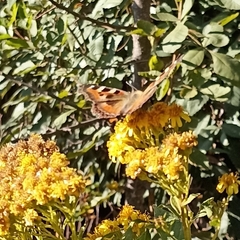 Aglais caschmirensis