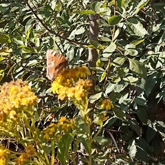 Aglais caschmirensis