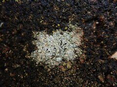 Circinaria caesiocinerea