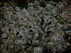 Circinaria caesiocinerea