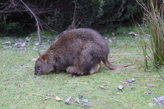 Thylogale billardierii