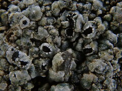 Circinaria caesiocinerea