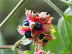 Clerodendrum canescens