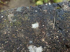 Circinaria caesiocinerea