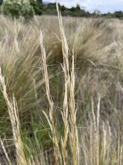 Austrostipa stipoides
