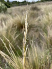 Austrostipa stipoides
