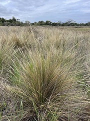 Austrostipa stipoides