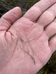 Austrostipa stipoides