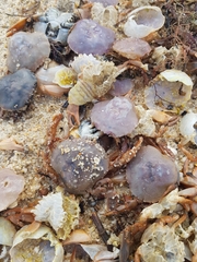 Polybius henslowii