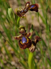 Ophrys speculum