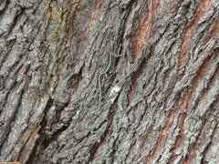 Cryptoblepharus pulcher