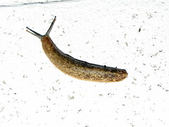 Veronicella sloanii