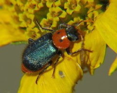 Collops bipunctatus