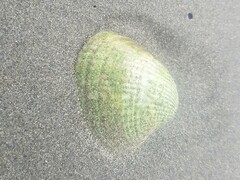 Austrovenus stutchburyi
