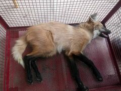 Chrysocyon brachyurus