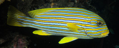 Plectorhinchus polytaenia