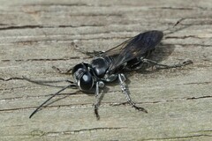 Crabroninae