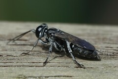 Crabroninae