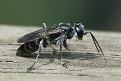 Crabroninae