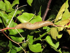 Veronicella sloanii