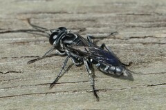 Crabroninae