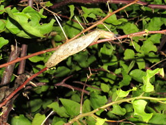 Veronicella sloanii