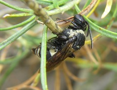 Triepeolus concavus