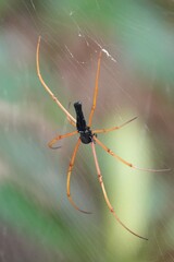 Nephila kuhli