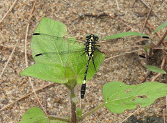 Austrogomphus amphiclitus