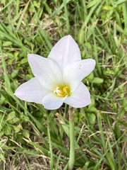 Zephyranthes robusta